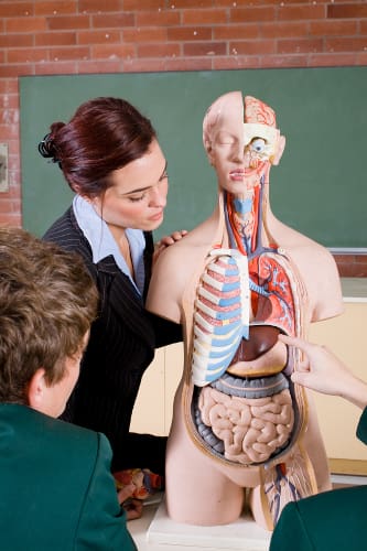 A nursing instructor pointing to an anatomy model in front of two students