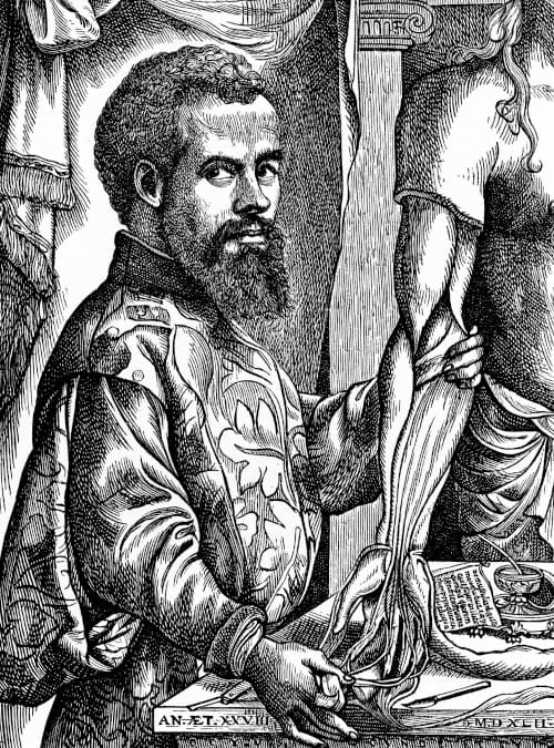 An early sketch of Andreas Vesalius inspecting muscle tissue
